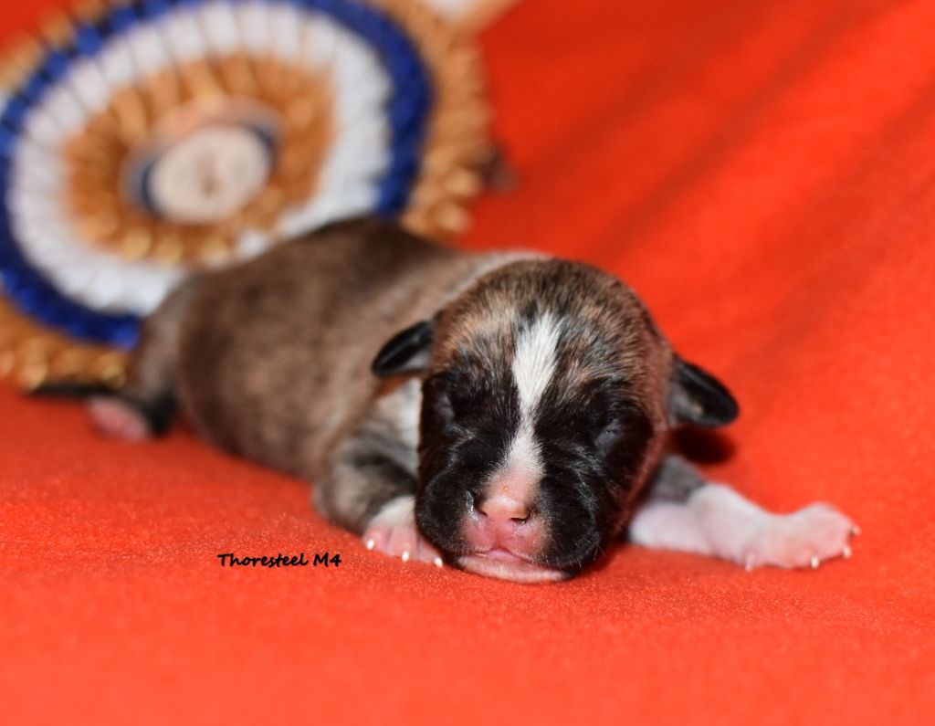 Thoresteel - Chiot disponible  - American Staffordshire Terrier