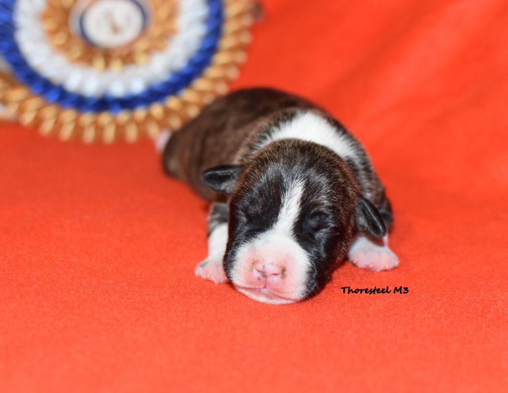 Thoresteel - Chiot disponible  - American Staffordshire Terrier