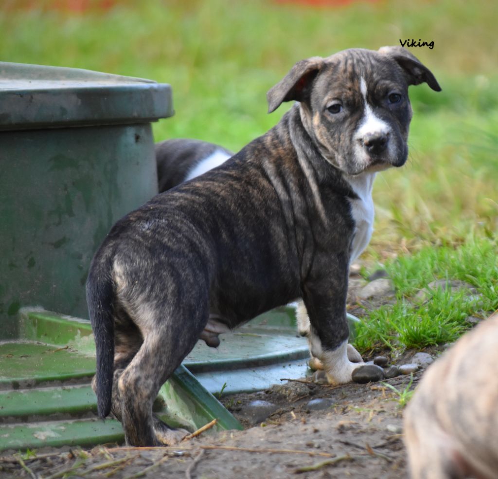 Thoresteel - Chiot disponible  - American Staffordshire Terrier