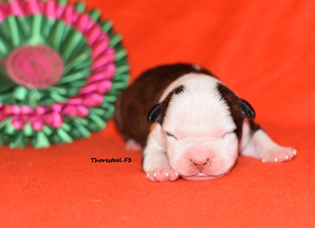 Thoresteel - Chiot disponible  - American Staffordshire Terrier