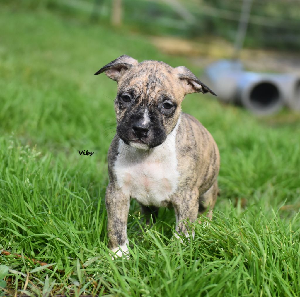 Thoresteel - Chiot disponible  - American Staffordshire Terrier