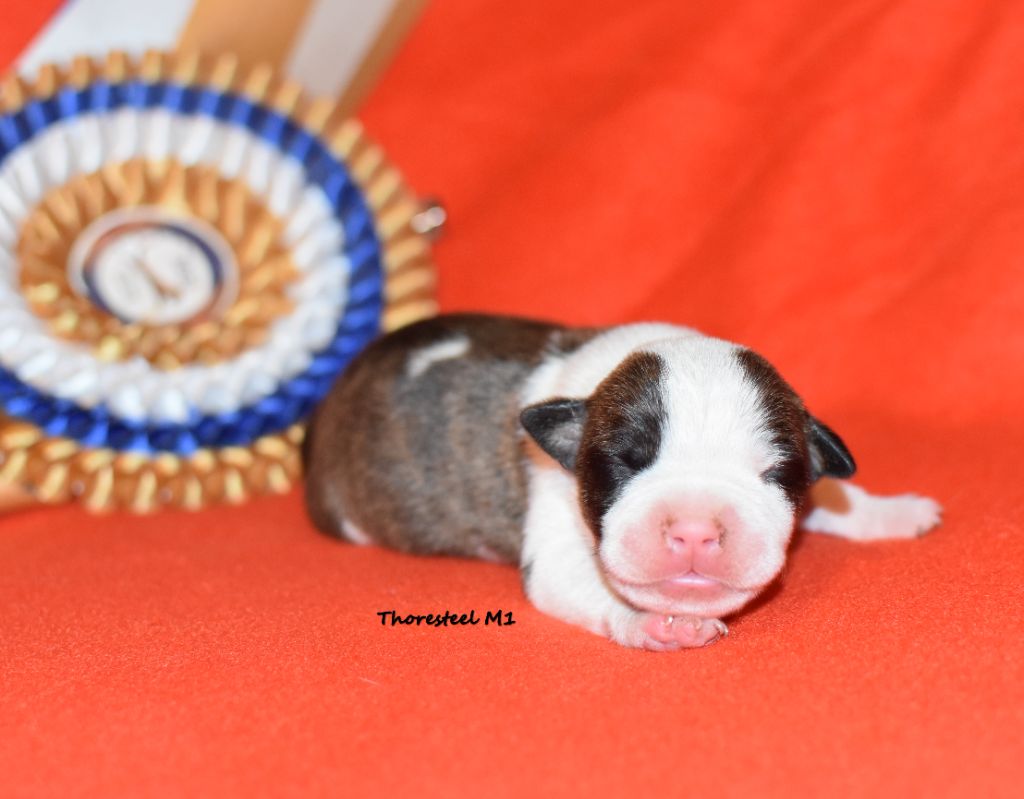 Thoresteel - Chiot disponible  - American Staffordshire Terrier