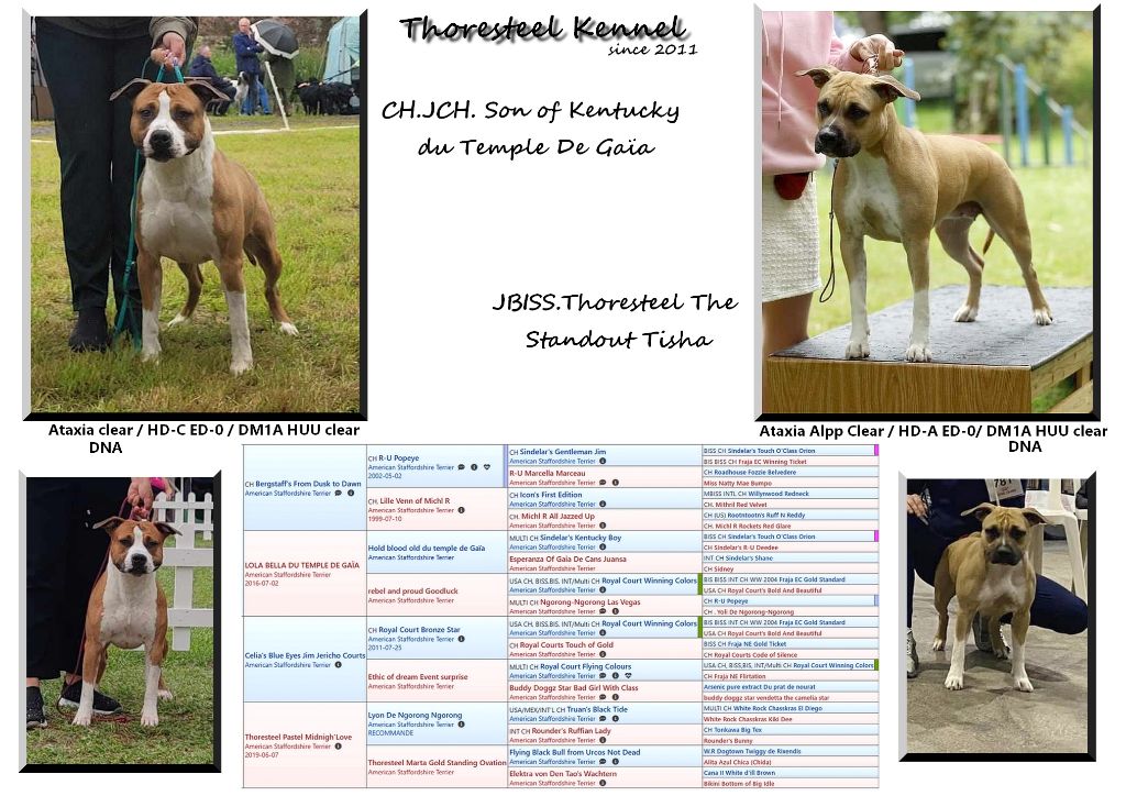 chiot American Staffordshire Terrier Thoresteel