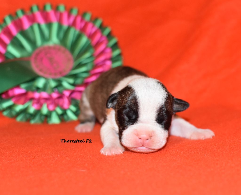 Thoresteel - Chiot disponible  - American Staffordshire Terrier