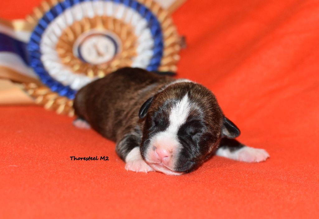 Thoresteel - Chiot disponible  - American Staffordshire Terrier