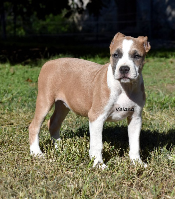 CHIOT FEMELLE 4 BLUE FAWN