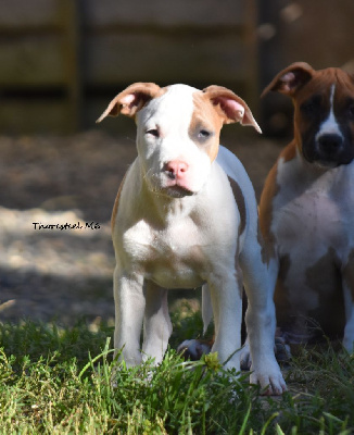 CHIOT MALE 6 BLUE FAWN