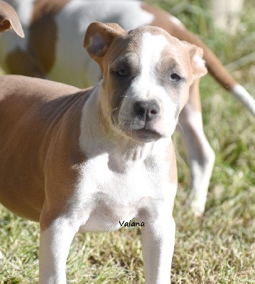 CHIOT FEMELLE 4 BLUE FAWN