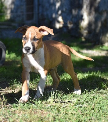 CHIOT MALE 3