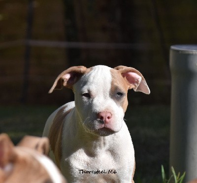 CHIOT MALE 6 BLUE FAWN