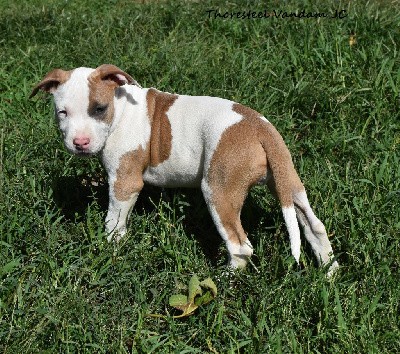 CHIOT MALE 6 BLUE FAWN