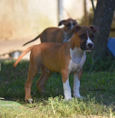 CHIOT MALE 2