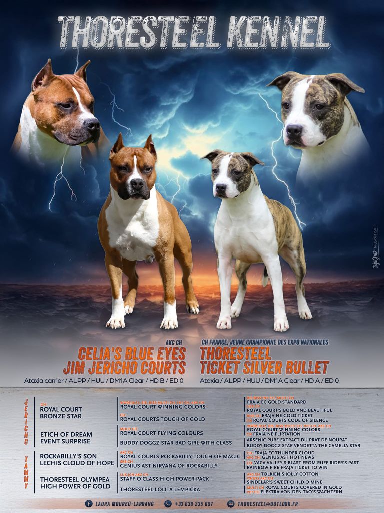 chiot American Staffordshire Terrier Thoresteel