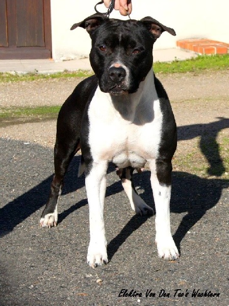 CH. Elektra von Den Taos Wächtern