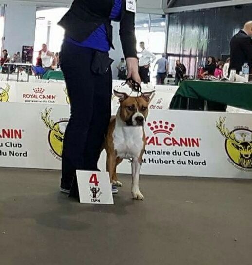 CH. Thoresteel Mad max fury