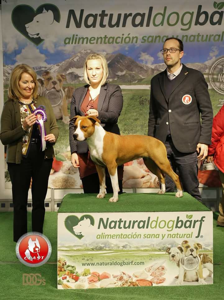 CH. Thoresteel Magic's precious sindi stone