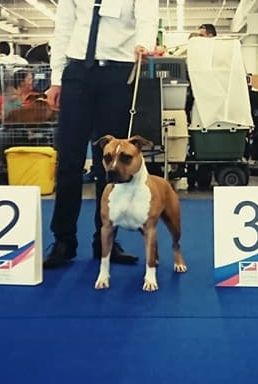 Thoresteel Negan royal blood for ginki's