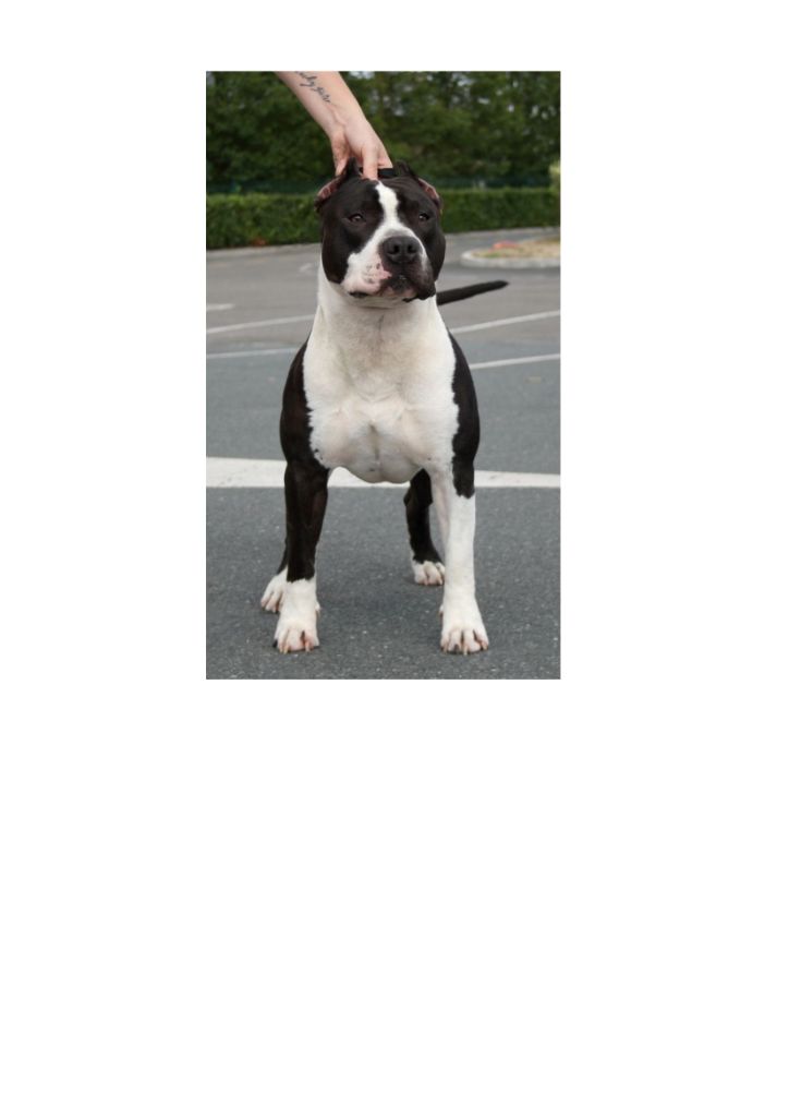 Thoresteel Lennox lewis