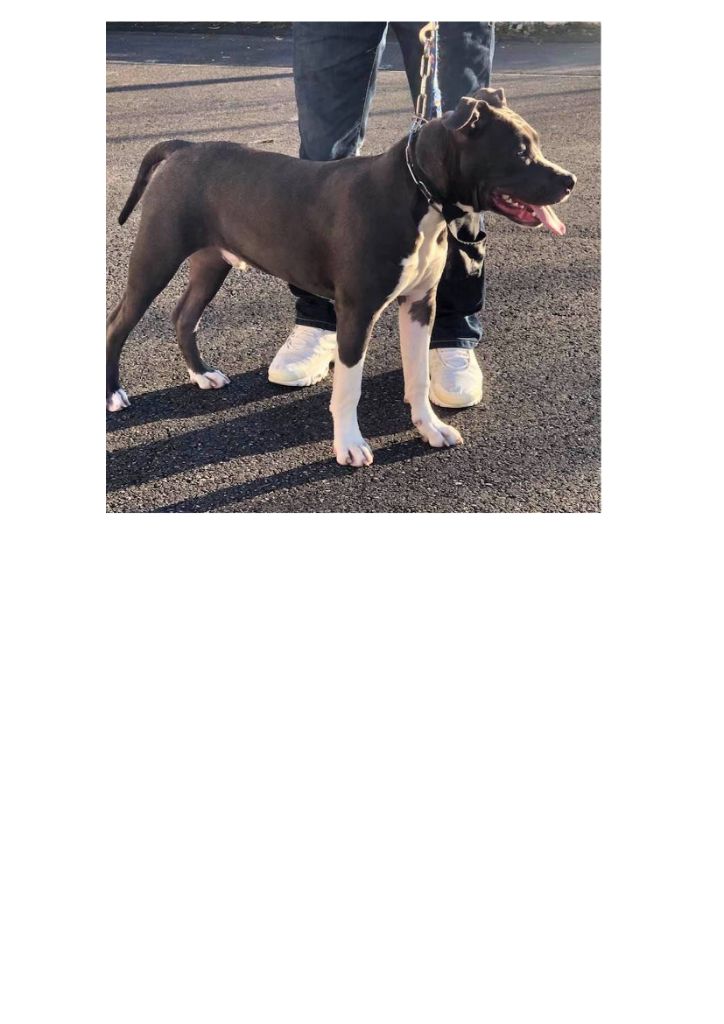 Thoresteel Pixel grey boy