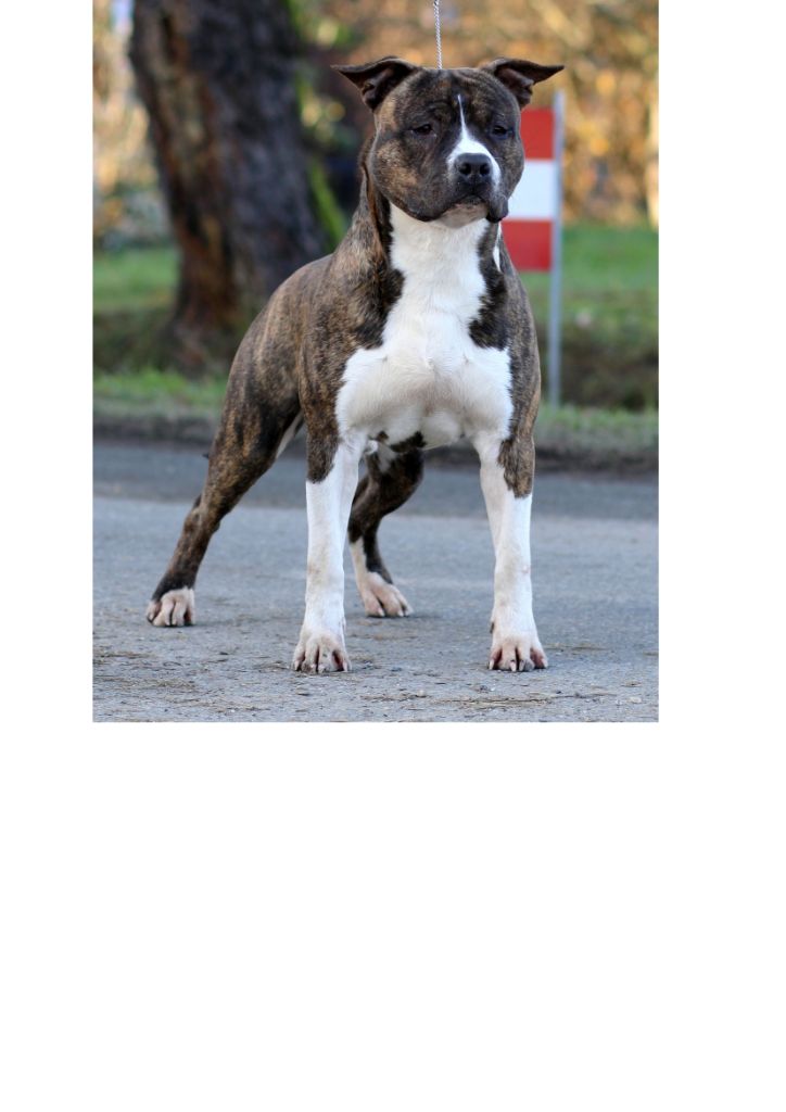 Thoresteel Super hell angel