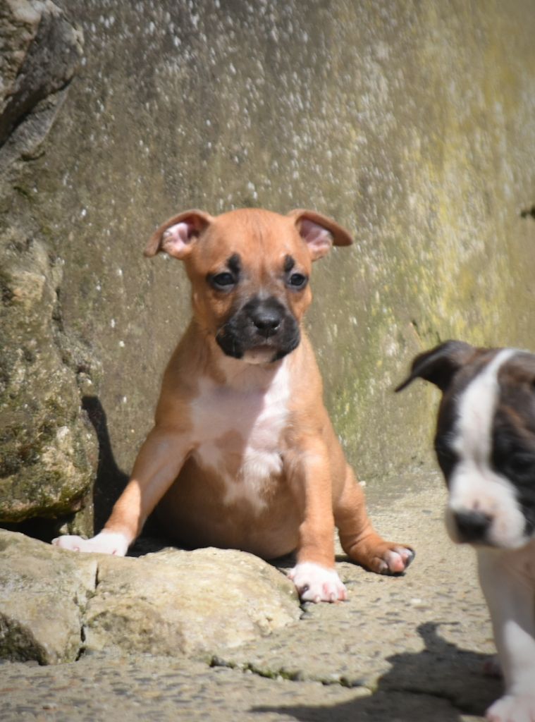 Thoresteel - Chiots disponibles - American Staffordshire Terrier