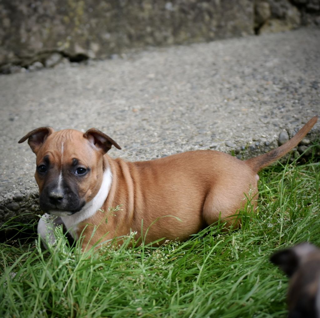 Thoresteel - Chiots disponibles - American Staffordshire Terrier