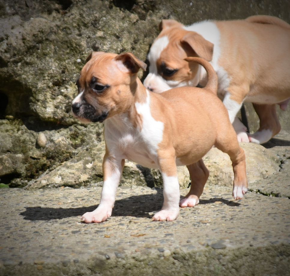 Thoresteel - Chiots disponibles - American Staffordshire Terrier