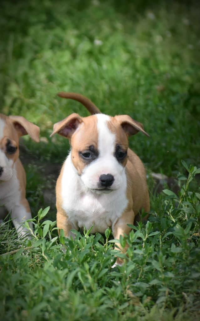 Thoresteel - Chiots disponibles - American Staffordshire Terrier