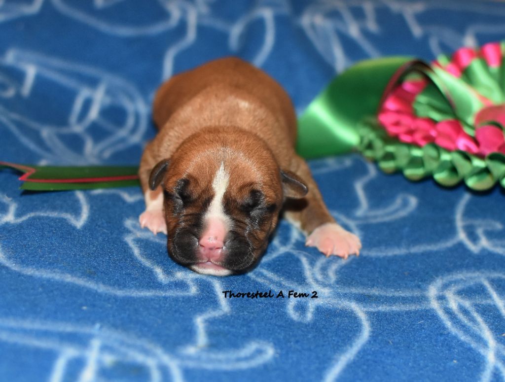 Thoresteel - Chiots disponibles - American Staffordshire Terrier