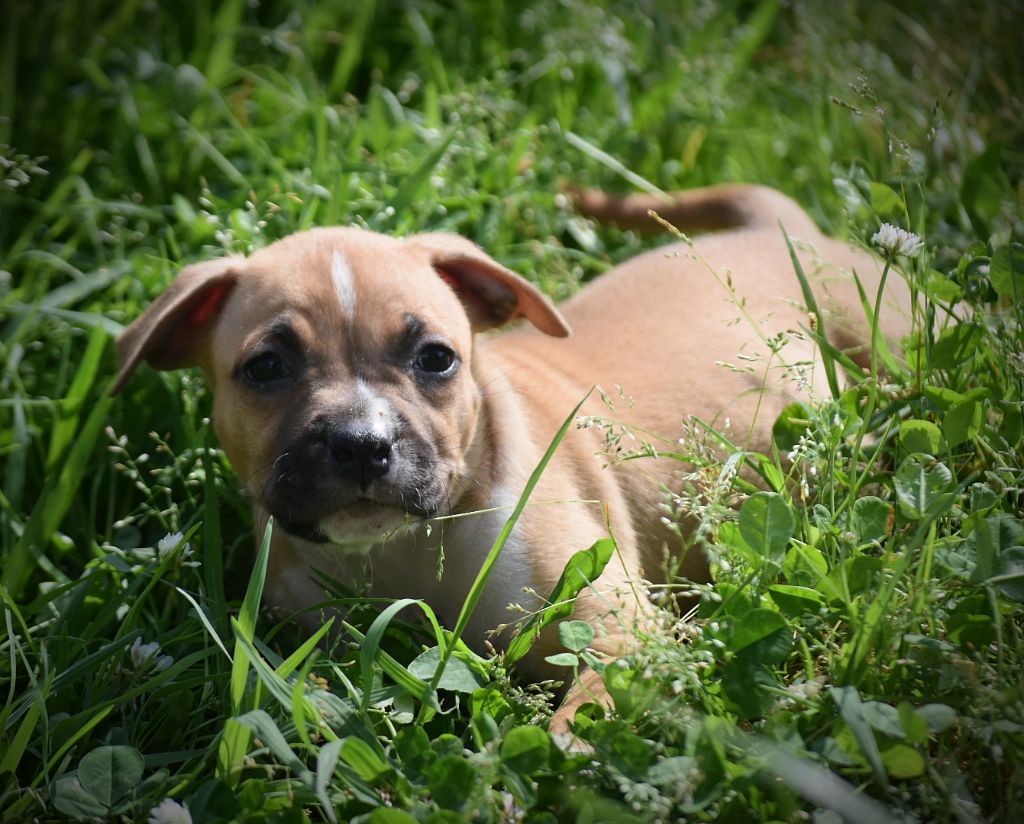 Thoresteel - Chiots disponibles - American Staffordshire Terrier