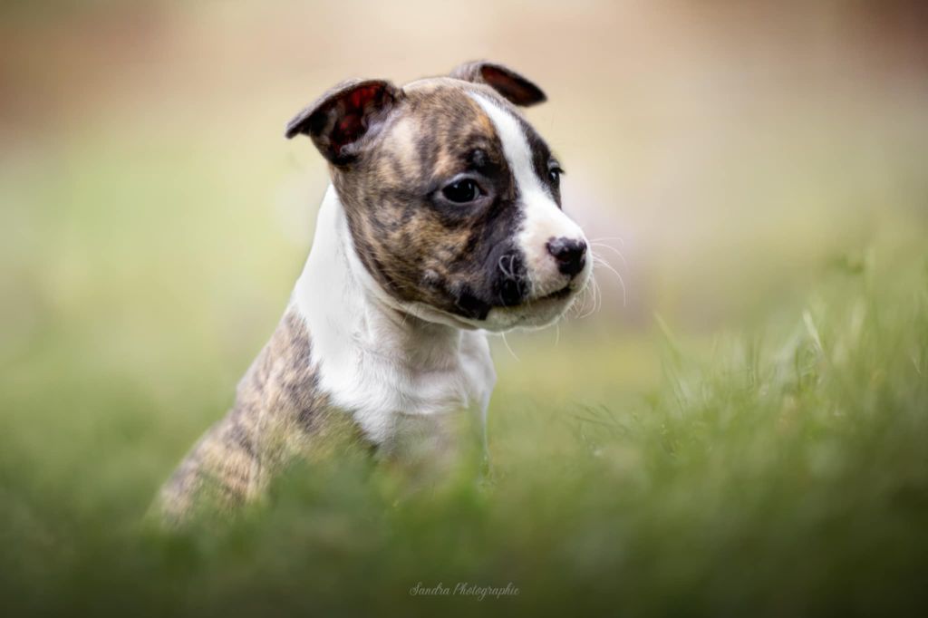 Thoresteel - Chiots disponibles - American Staffordshire Terrier
