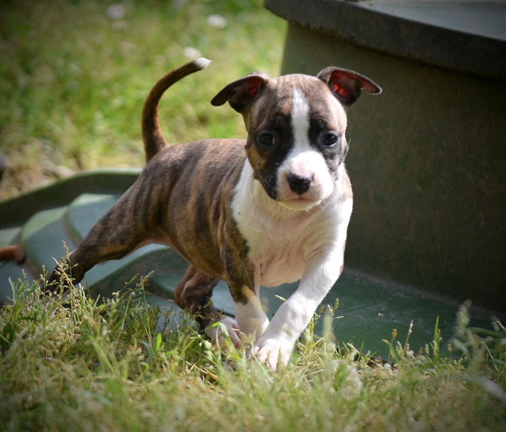 Thoresteel - Chiots disponibles - American Staffordshire Terrier