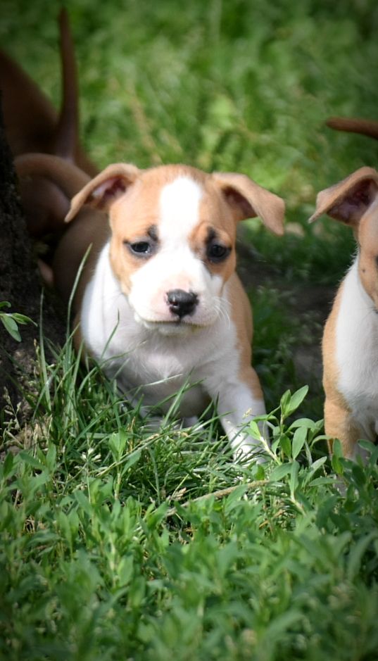 Thoresteel - Chiots disponibles - American Staffordshire Terrier