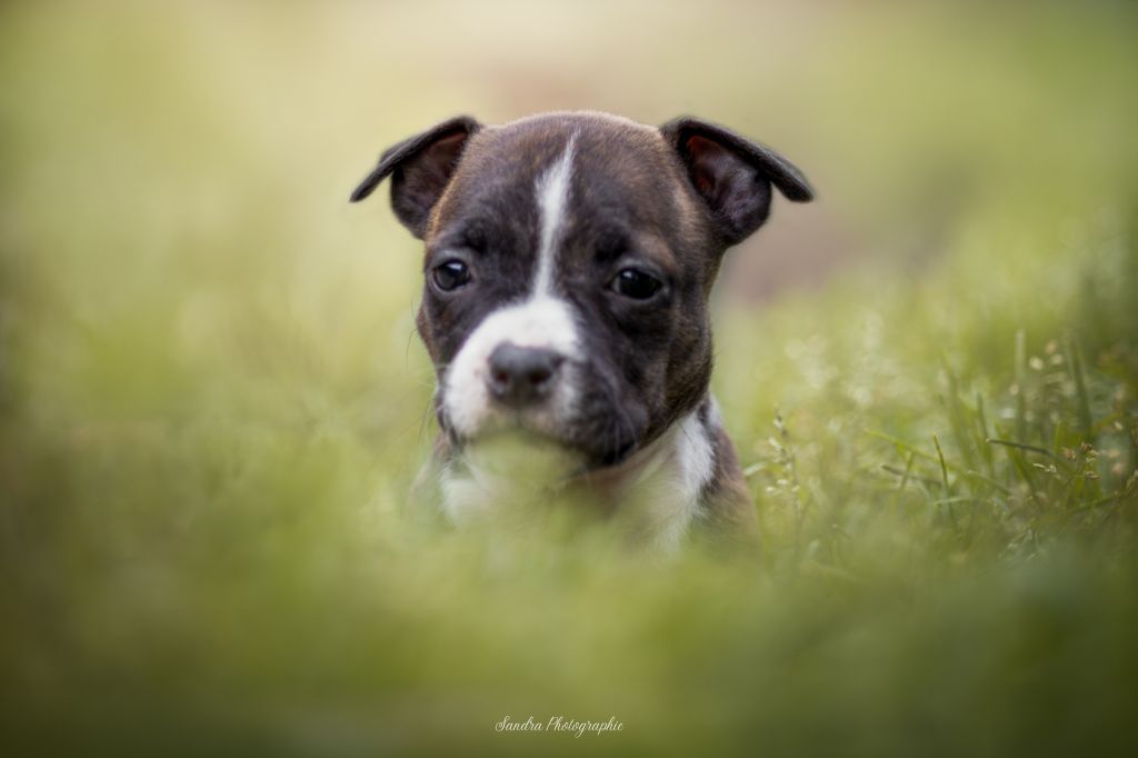 Thoresteel - Chiots disponibles - American Staffordshire Terrier